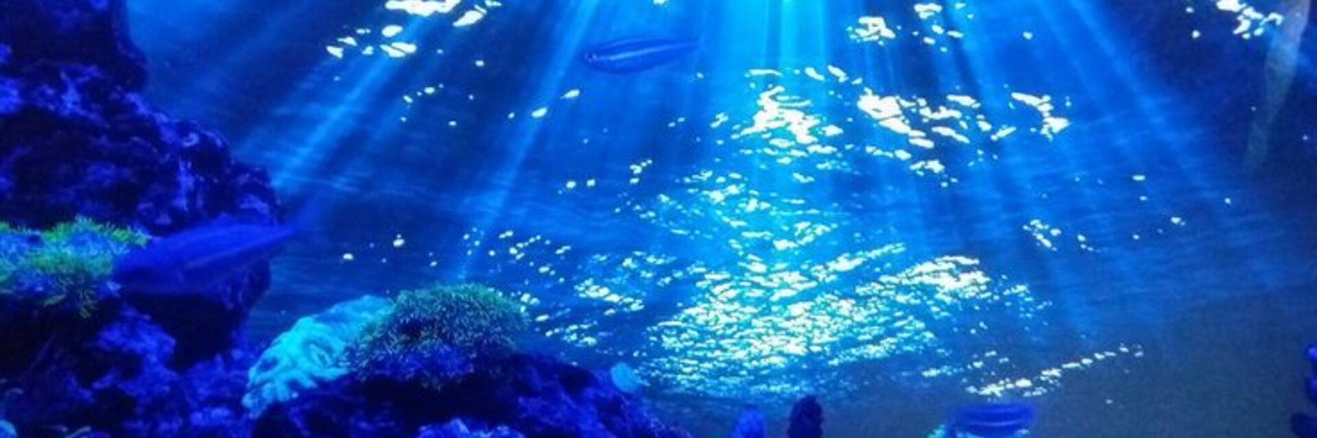 Atlantis's banner