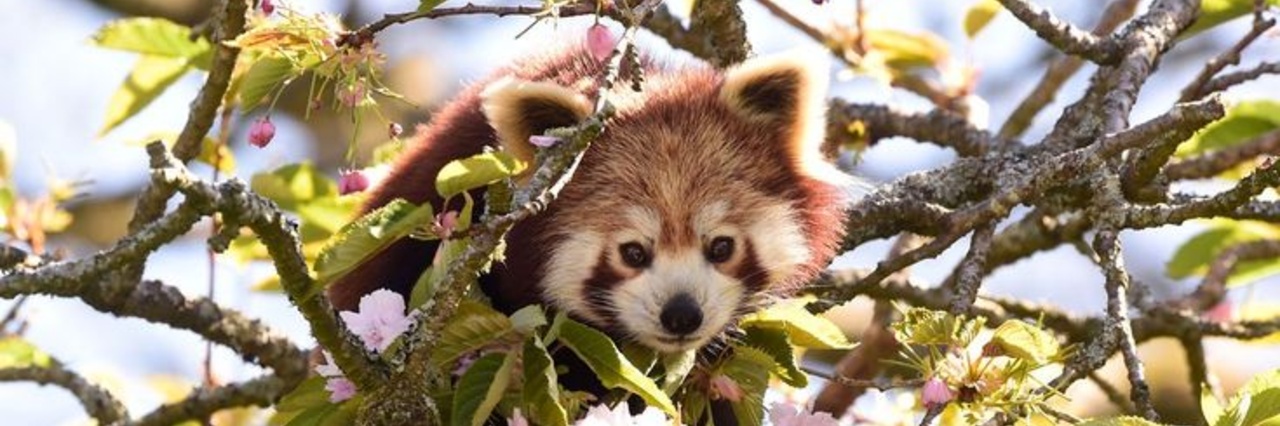 Red Panda's banner